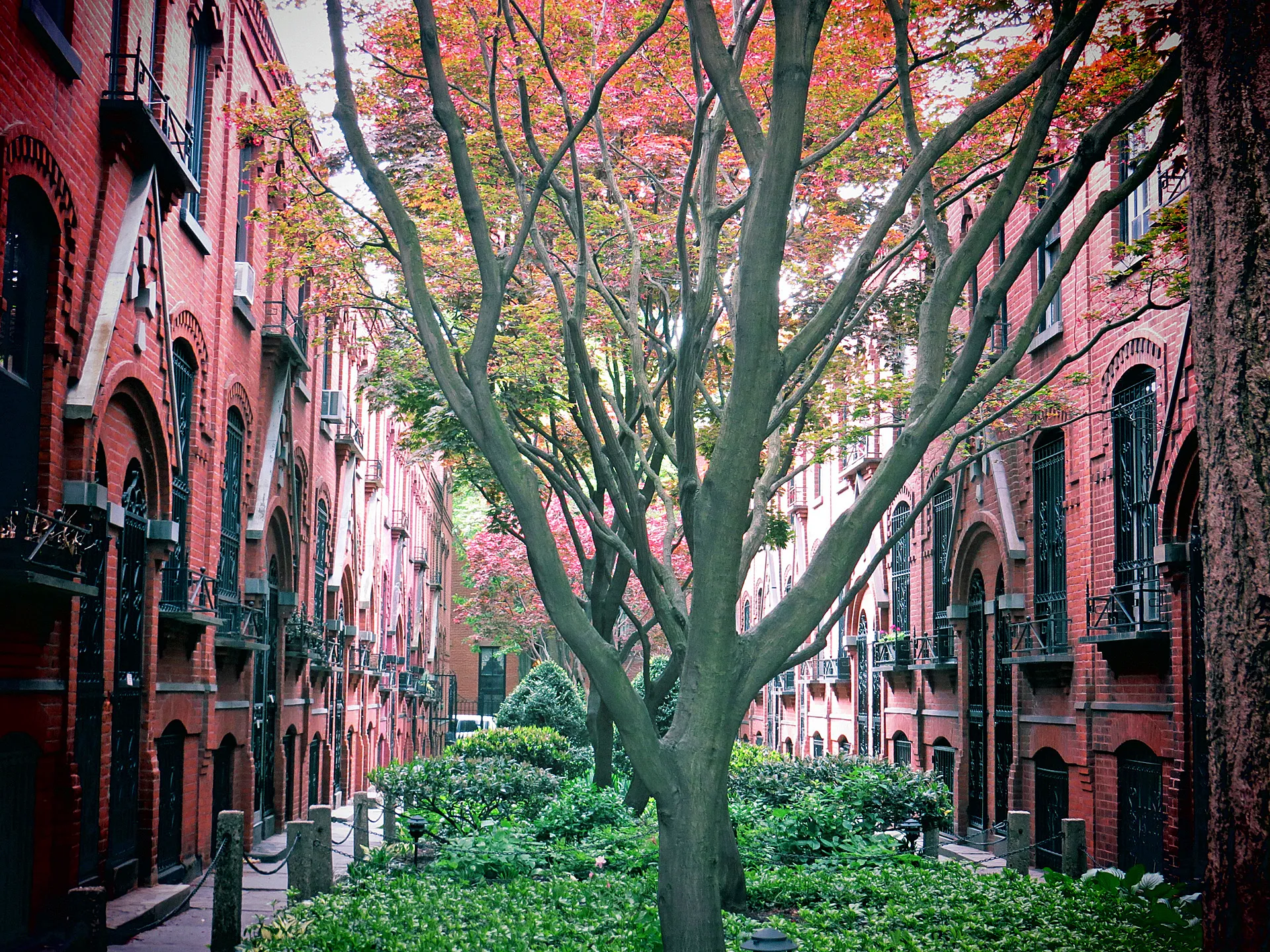 A leafy tree canopy rises between rows of red brick homes surrounding a green garden.